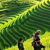 Sapa