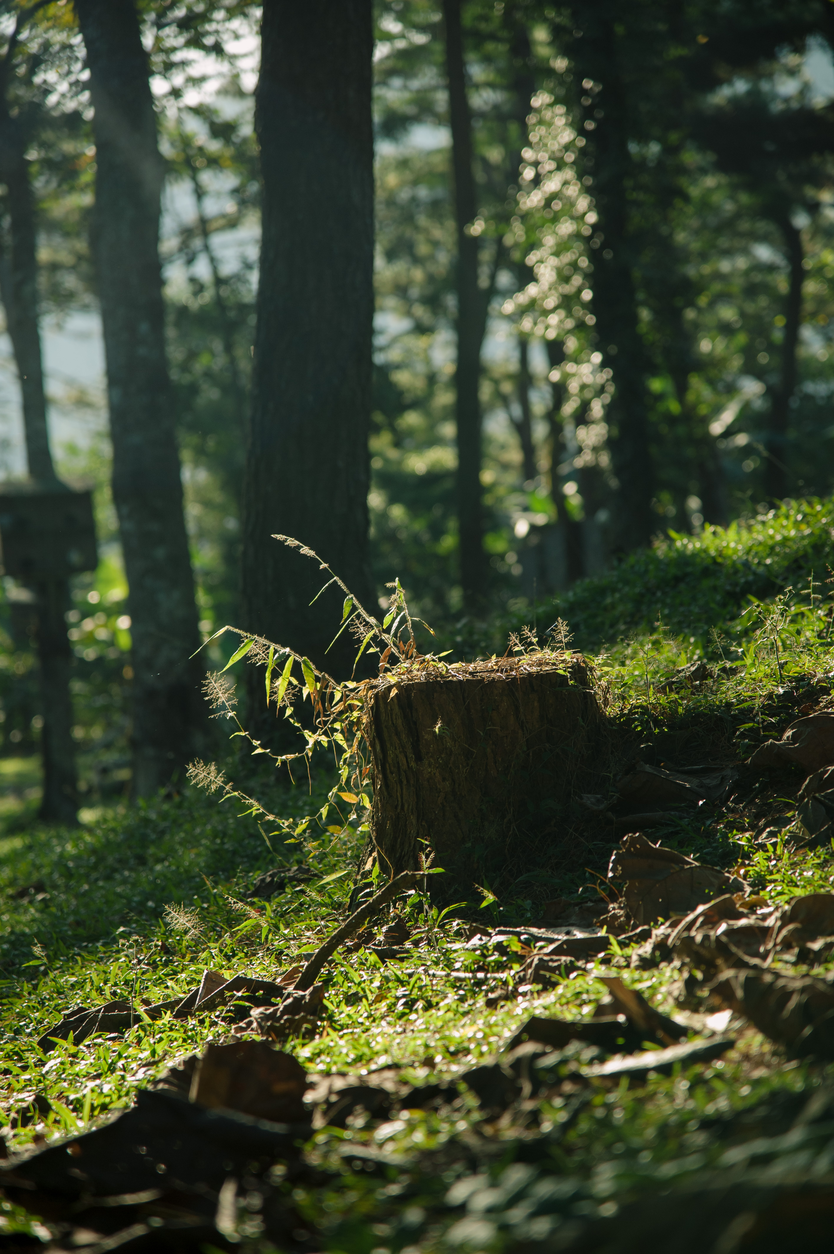 Trekking Tour