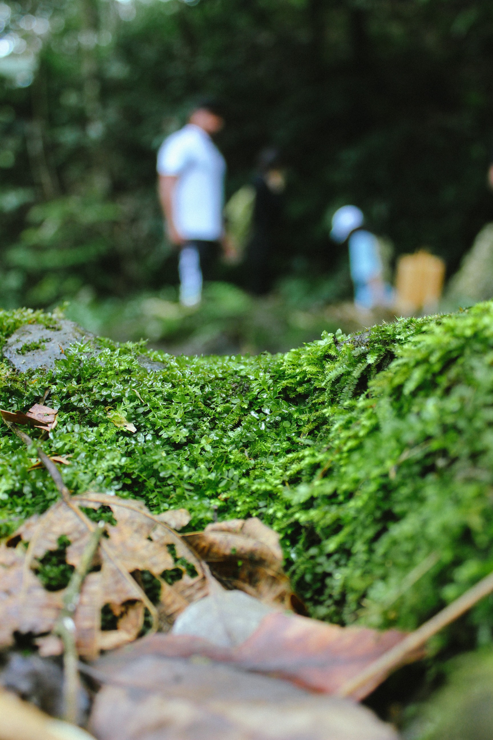 Trekking Tour